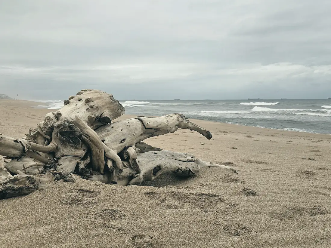Weathered driftwood on La Lucia's beach under an overcast sky, cargo ships on the horizon